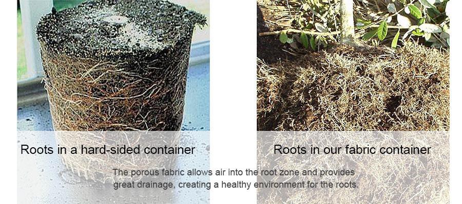 roots (2)