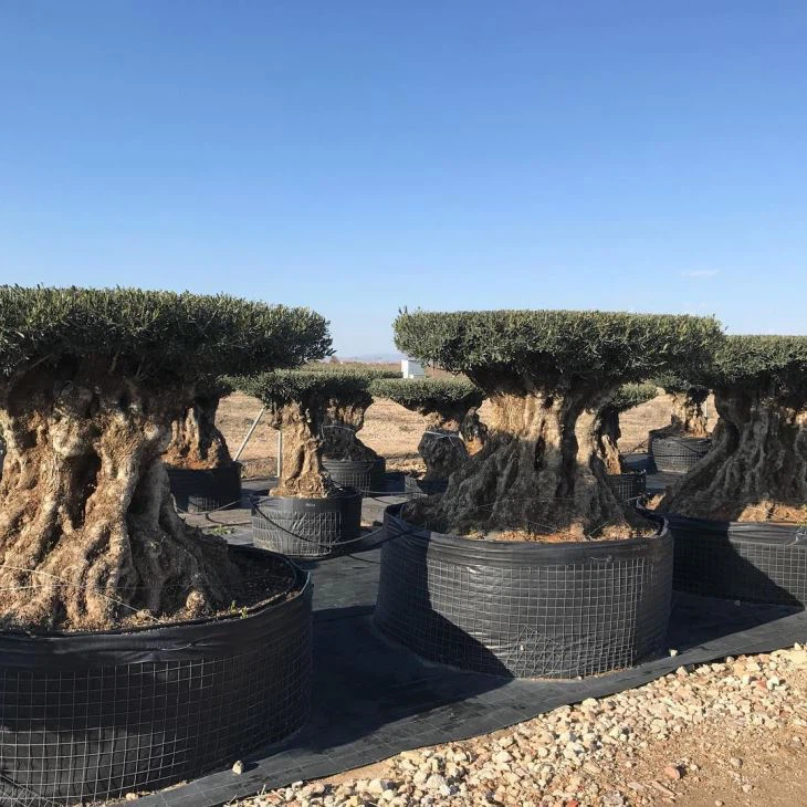 500gallon Large Hydroponic Garden Pot for tree plants